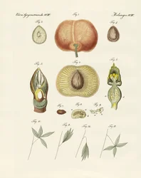 Evolutie en voortplanting van planten en slaap van de bladeren