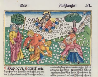 Exodus 16, 13-22: God voorziet de Israëlieten van kwartels en manna, uit de Neurenbergse Bijbel (Biblia Sacra Germanaica)