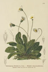 Valse Aster