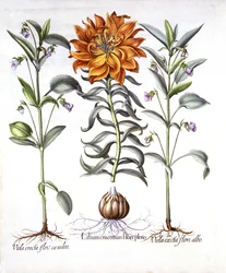 Vuurlilie en Viooltje, uit Hortus Eystettensis, door Basil Besler, 1613