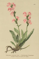 Vleeskleurige Lathyrus
