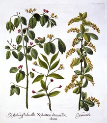 Vliegenstruik en Meidoorn, uit Hortus Eystettensis, door Basil Besler, 1613