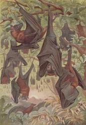 Vliegende vos, plaat uit Brehms Tierleben: Allgemeine Kunde des Tierreichs, vol.1, p.344, uitgegeven door Bibliographisches Institut, 1890