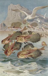 Vliegende knorhaan, plaat uit Brehms Tierleben: Allgemeine Kunde des Tierreichs, vol.8, p.134, uitgegeven door Bibliographisches Institut, 1892