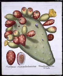 Folium Opuntia uit Hortus Eystettensis