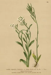 Voor-Alpen Muurpeper