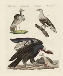 Vreemde vogels