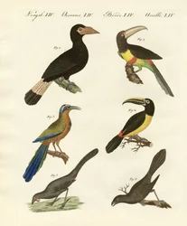 Buitenlandse vogels