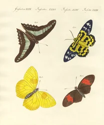 Exotische vlinders