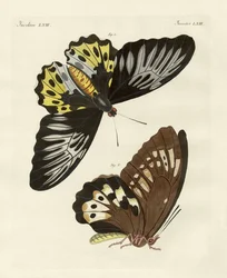 Buitenlandse vlinders van fenomenale grootte (gekleurde gravure)