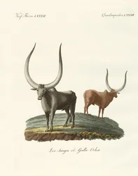 Buitenlandse zoogdieren