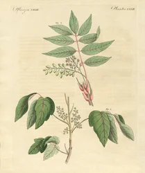 Buitenlandse giftige planten