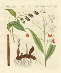 Exotische specerijen