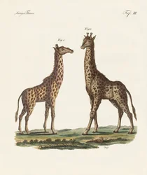 Viervoetige dieren