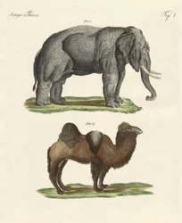Vierpotige dieren