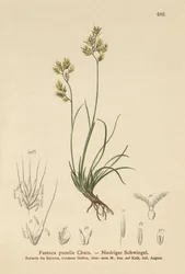 Vierbladig Zwenkgras