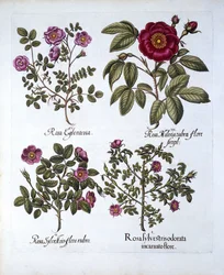 Vier variëteiten van Hondsroos, uit Hortus Eystettensis, door Basil Besler, 1613