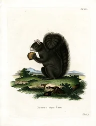 Vosse-eekhoorn