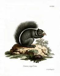 Vosse-eekhoorn