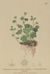 Fragiele Steenbreek