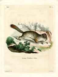 Franklins Grondeekhoorn