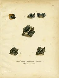 Bulvleermuizen