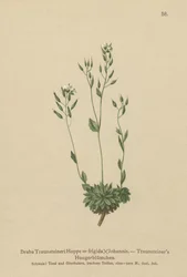 Koude Nagelkruid