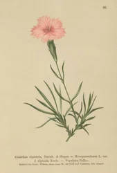 Fringed Anjer