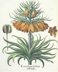 Kievitsbloem: Corona Imperialis florum classe duplici, uit de Hortus Eystettensis door Basil Besler (1561-1629), uitgegeven 1613