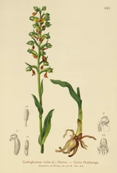 Kikker Orchidee (Coeloglossum viride)