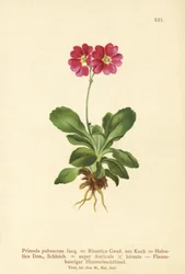 Tuin Aurikel (Primula pubescens, Primula Rhaetica, Primula Helvetica)