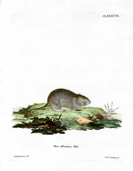 Knoflookmuis