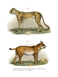 Jachtluipaard, 1860
