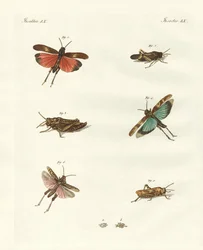 Duitse sprinkhanen