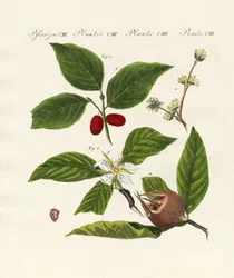 Duitse soorten fruit