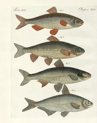 Duitse riviervissen