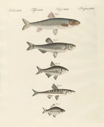 Duitse riviervissen