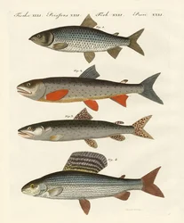 Duitse riviervissen