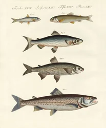 Duitse riviervissen