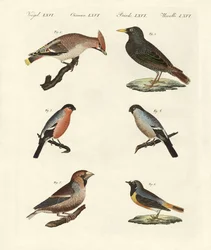 Duitse zangvogels