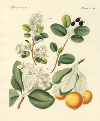 Duitse houtsoorten