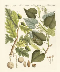 Duitse bomen