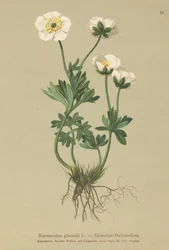 Gletsjerboterbloem