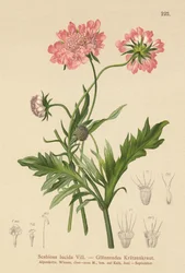 Glanzende Scabiosa
