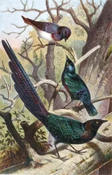 Glanzende Spreeuwen, plaat uit "Brehms Tierleben: Allgemeine Kunde des Tierreichs", vol 4, p. 392, uitgegeven door Bibliographisches Institut