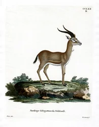 Goitered gazelle