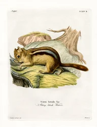 Goudmantel grondeekhoorn