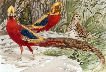 Goudfazant, plaat uit "Brehms Tierleben: Allgemeine Kunde des Tierreichs", deel 5, p. 588, uitgegeven door Bibliographisches Institut