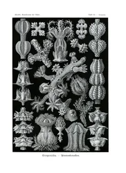 Gorgonida