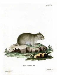 Grijze Dwerg Hamster